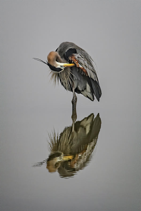 Great Blue Heron Ballet Photograph by John Maslowski