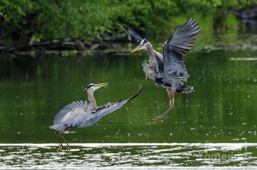 Great Blue Heron Battle Photograph by Kristine Anderson