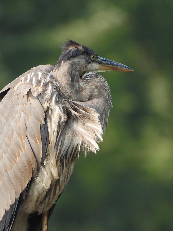 Great Blue Heron  Photograph by Betty-Anne McDonald