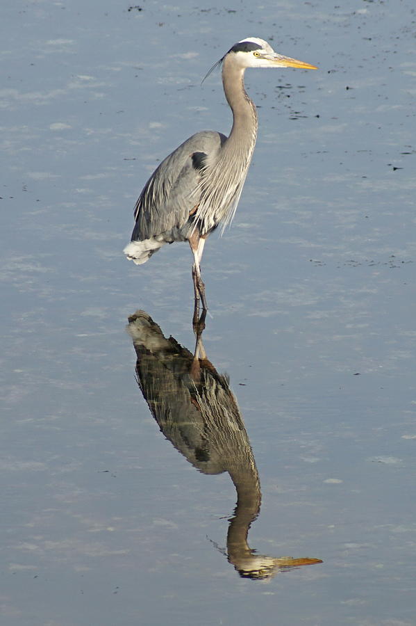 Great Blue Heron Photograph by Bill TALICH