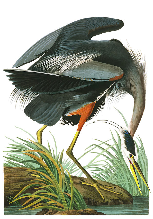 Great Blue Heron, Birds of America Painting by John James Audubon