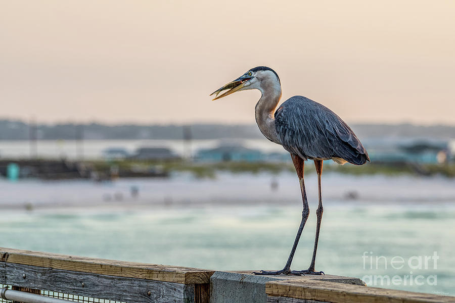 Great Blue Heron Breakfast Time Photograph by Jennifer White