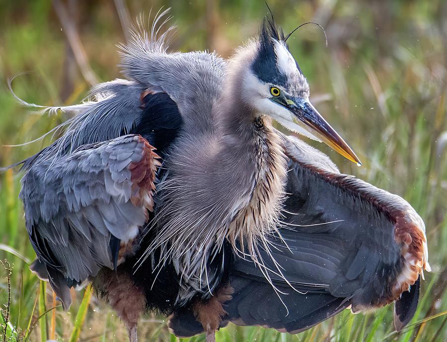 Great Blue Heron  Photograph by Bryan Moore