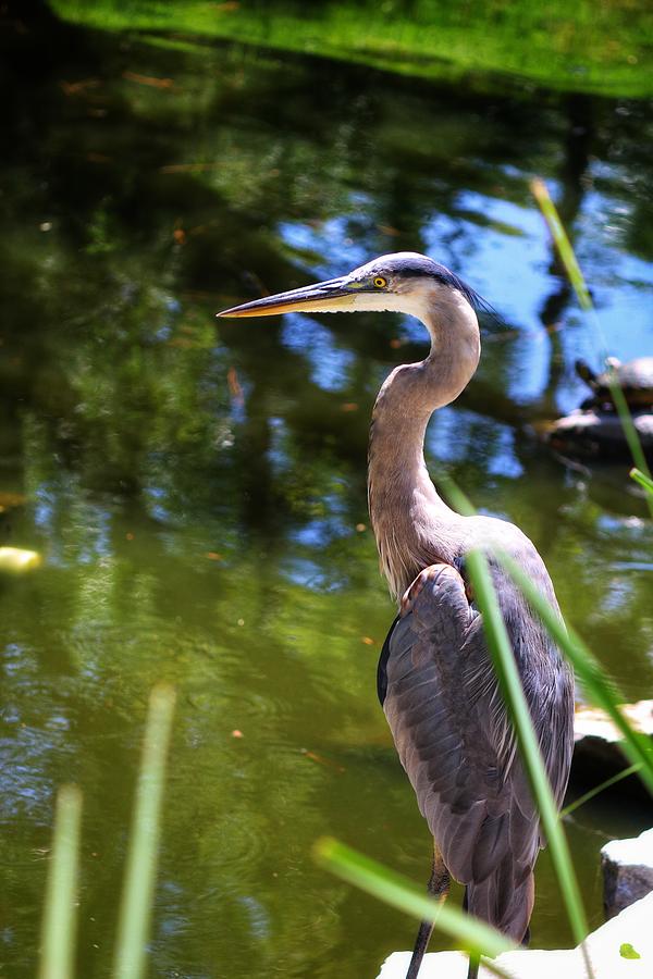 Great Blue Heron by Pond Photograph by LaDonna McCray