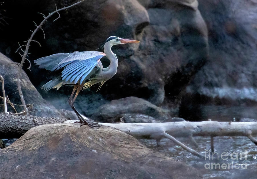 Great Blue Heron by the Platte Photograph by Steven Krull