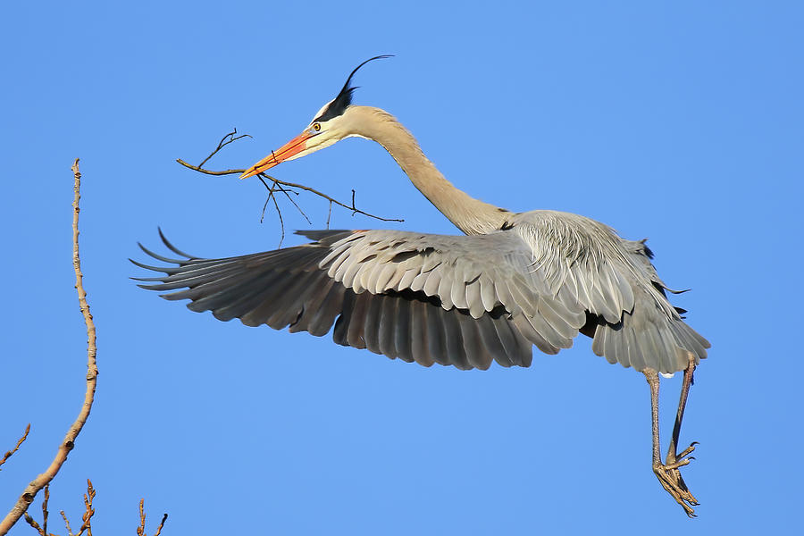 Great Blue Heron carrying a Stick to the Nest for Renovation and Breeding Photograph by Shixing Wen