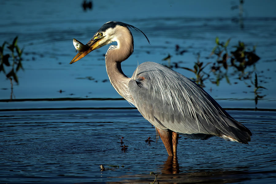 Great Blue Heron Catches Fish Photograph by Charles Schmidt