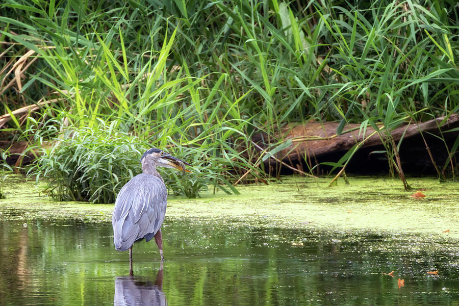Great Blue Heron Catches Lunch Photograph by Susan Rissi Tregoning