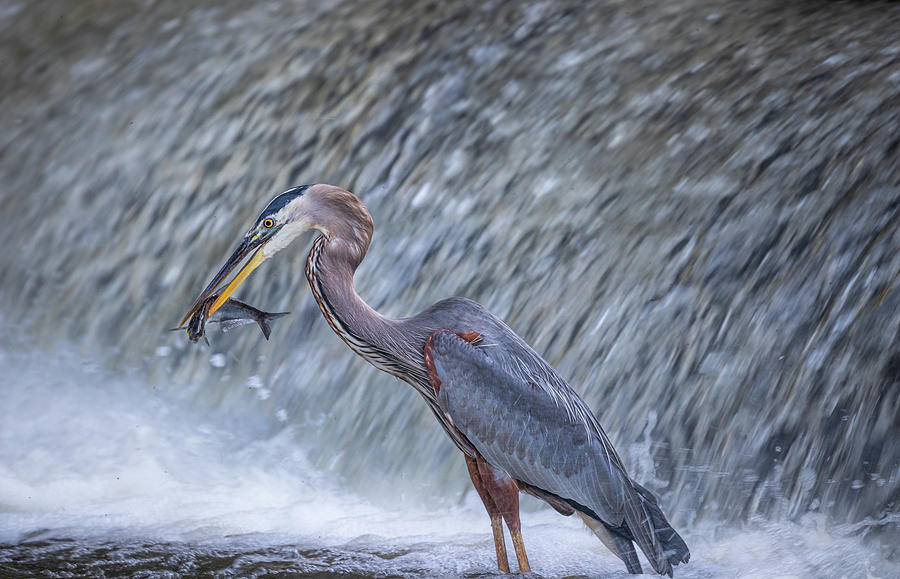 Great Blue Heron Catches Meal Photograph by Jordan Hill