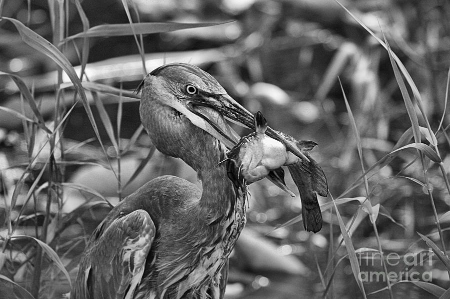 Great Blue Heron Catfish Catch Black And White Photograph by Adam Jewell