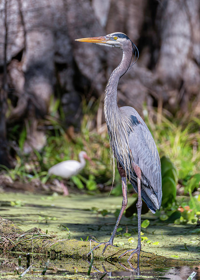 Great Photograph - Great Blue Heron by Charles LeRette Great Photograph - Great Blue Heron by Charles LeRette
