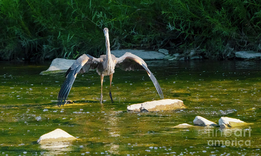Great Blue Heron Photograph by Charline Xia