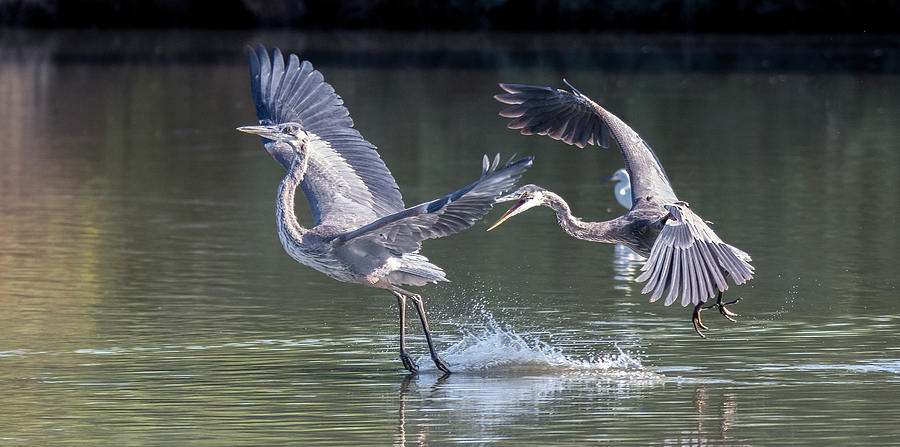 Great Blue Heron Chase 0177-062521-2 Photograph by Tam Ryan