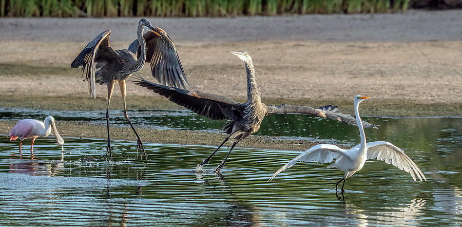 Great Blue Heron Chase 2145-070621-2 Photograph by Tam Ryan