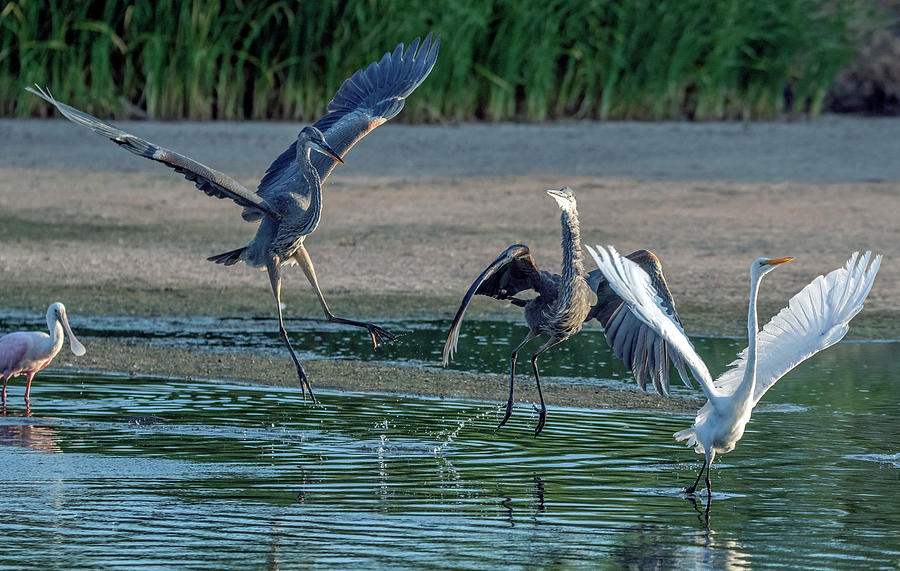 Great Blue Heron Chase 2146-070621-2 Photograph by Tam Ryan