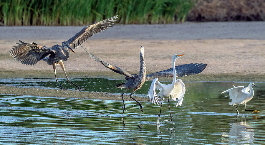 Great Blue Heron Chase 2147-070621-2 Photograph by Tam Ryan