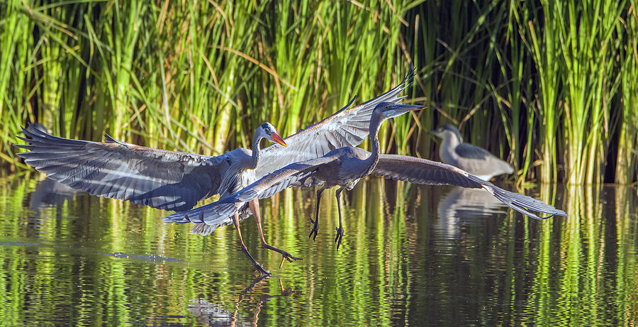 Great Blue Heron Chase 5816-030121-2 Photograph by Tam Ryan
