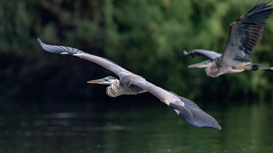 Great Blue Heron Chase. Photograph by Paul Martin