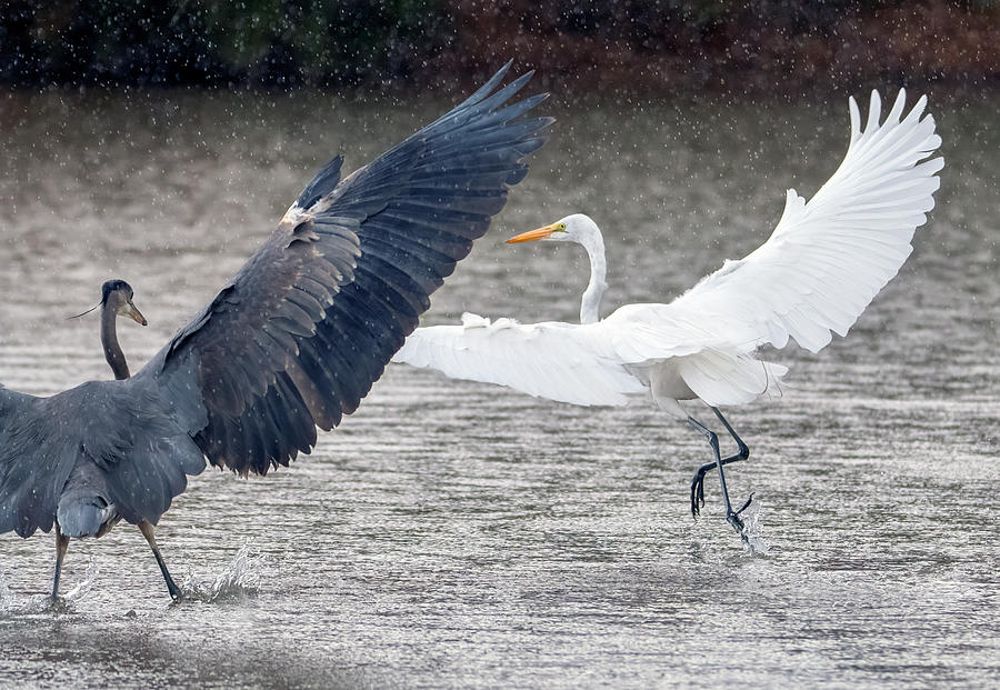 Great Blue Heron Chasing Great Egret 7741-012421-2 Photograph by Tam Ryan