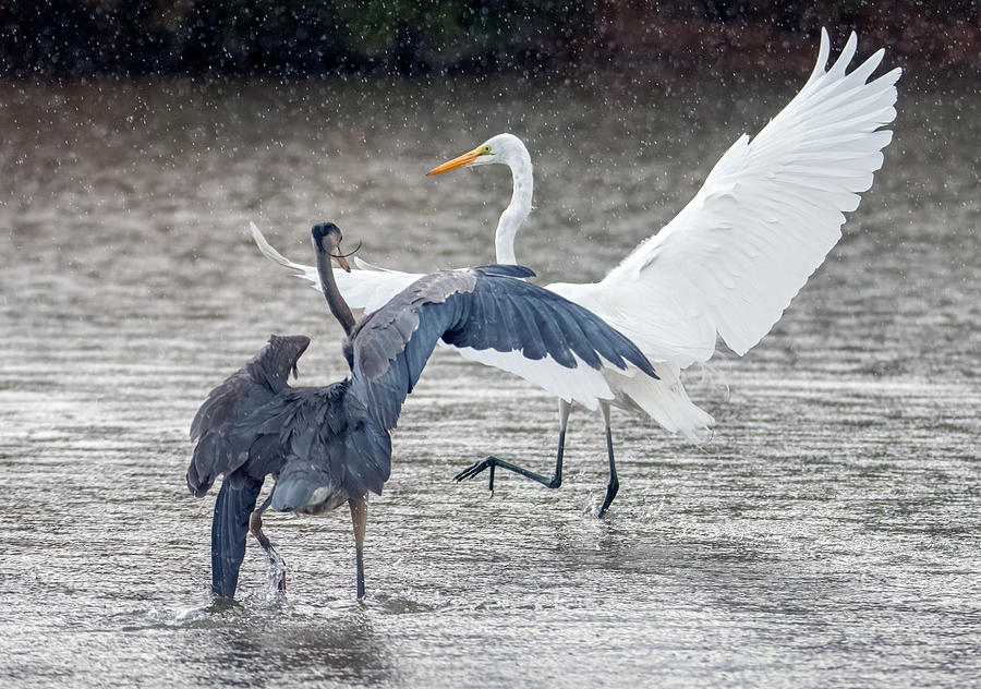 Great Blue Heron Chasing Great Egret 7743-012421-2 Photograph by Tam Ryan