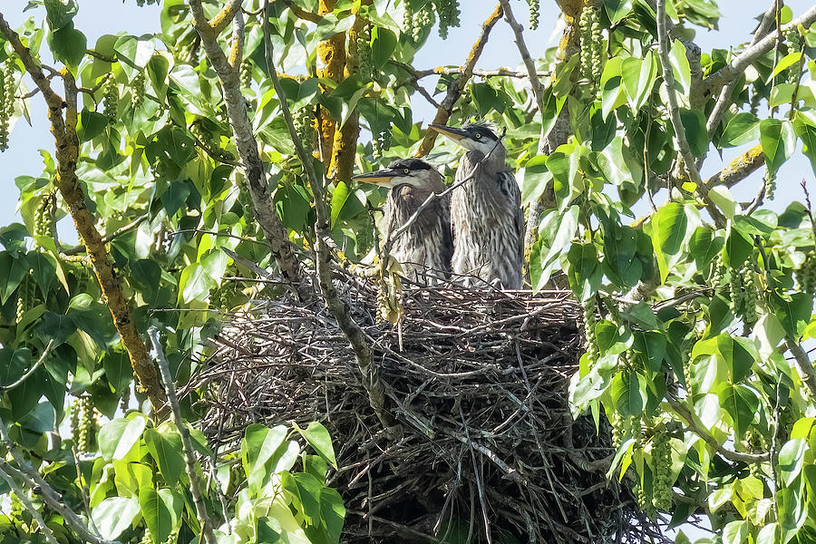 Great Blue Heron Chicks in Nest Photograph by Belinda Greb