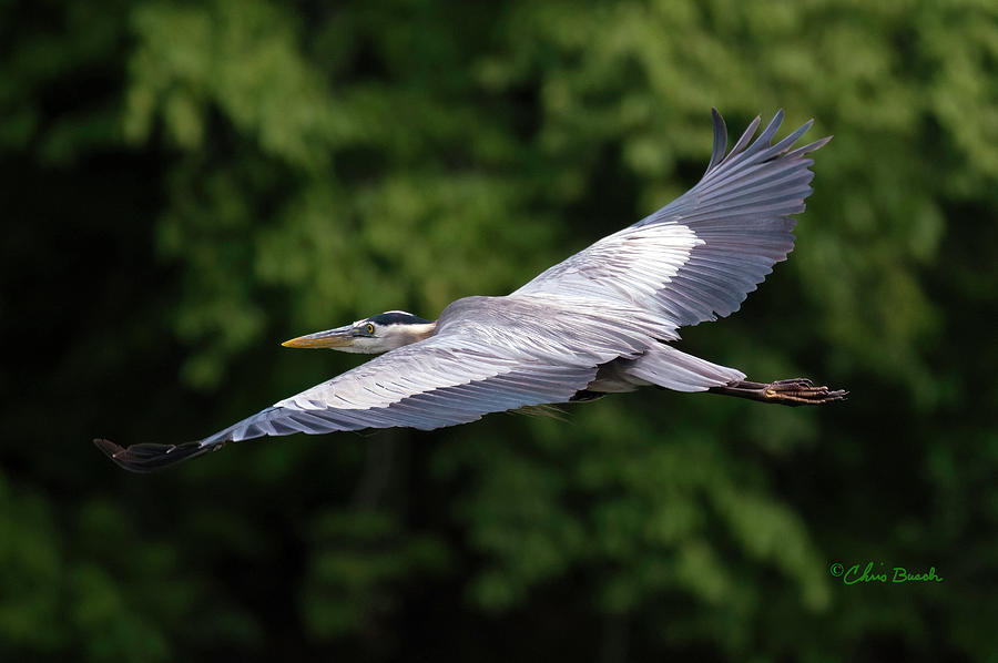 Great Blue Heron Photograph by Chris Busch