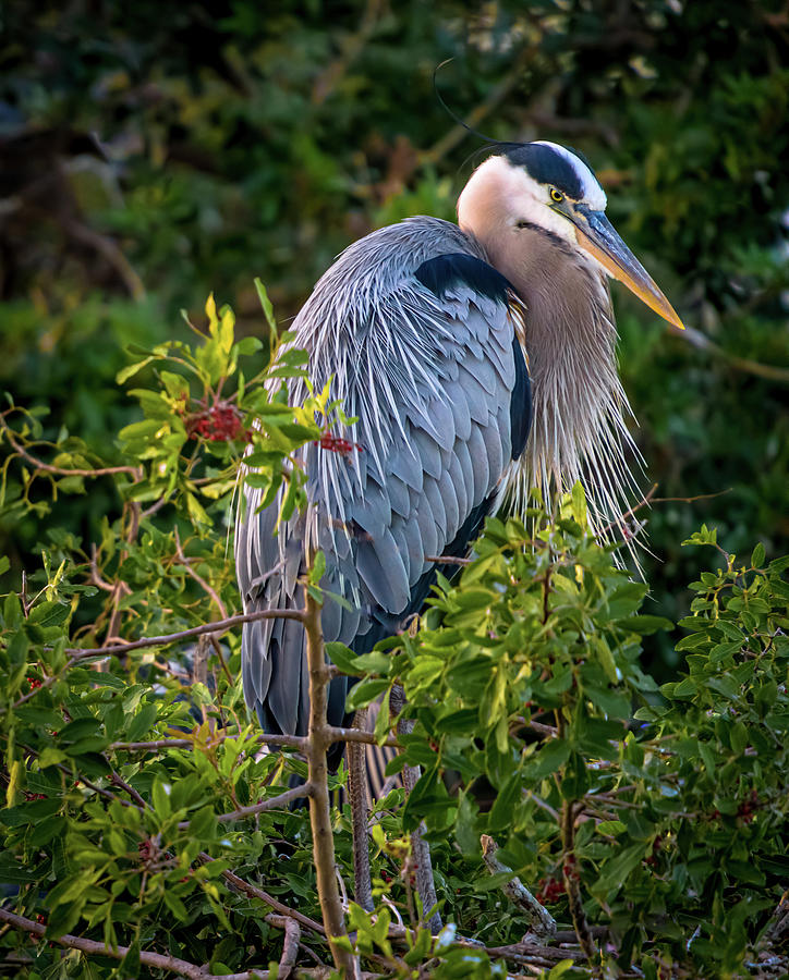 Great Blue Heron Photograph by Claudia Abbott