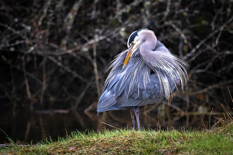 Great Blue Heron Cleaning Photograph by Bill Cubitt