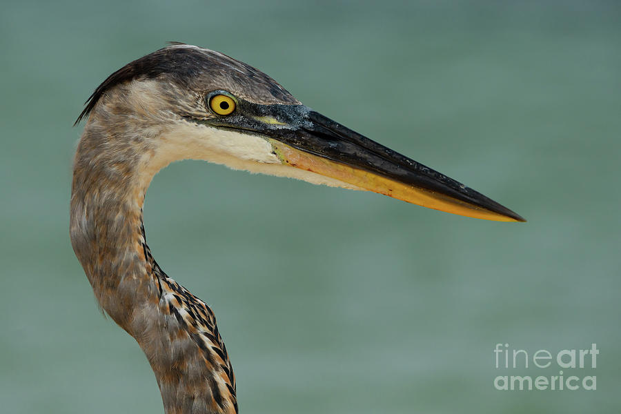 Great Blue Heron Close-up Photograph by Nancy Gleason