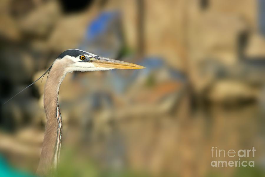 Great Blue Heron Close Up Photograph by Yvonne M Smith