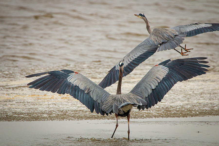 Great Blue Heron Competition Photograph by Kristia Adams