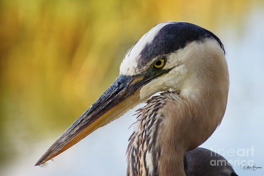 Great Blue Heron Concentrating Photograph by Philip And Robbie Bracco