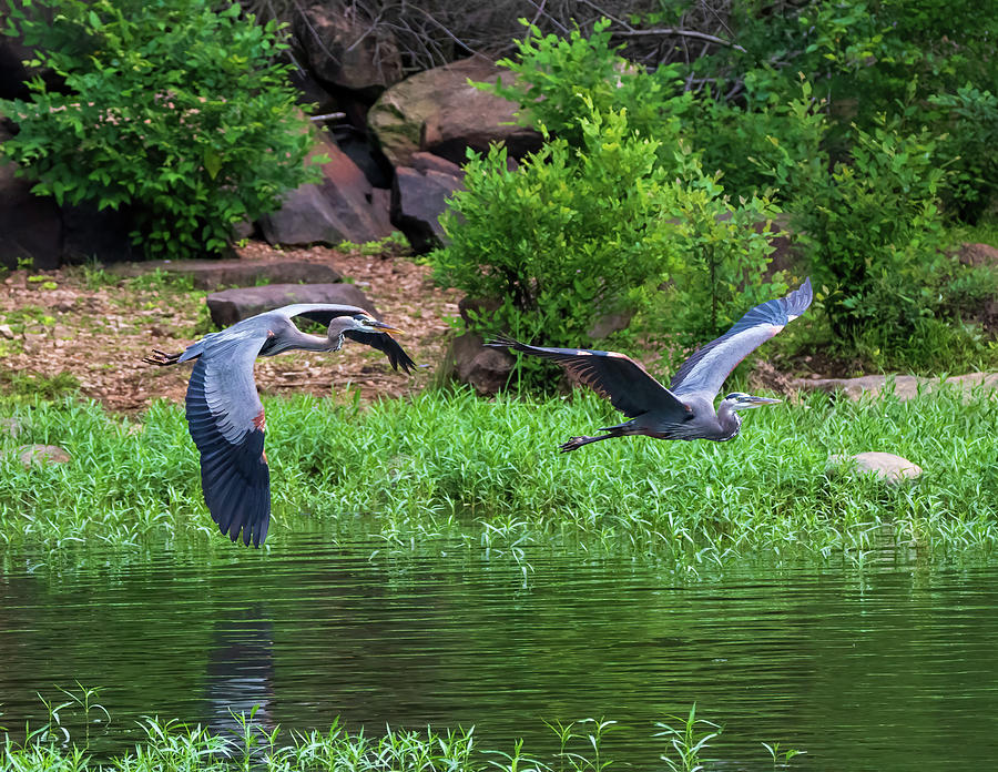 Great Blue Heron couple in flight Photograph by Chad Meyer