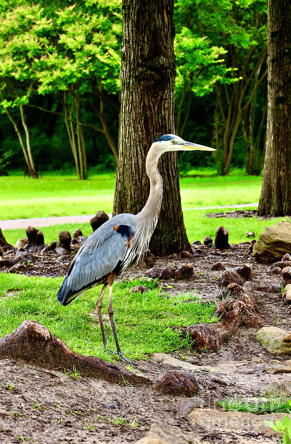 Great Blue Heron Photograph by Craig Wood