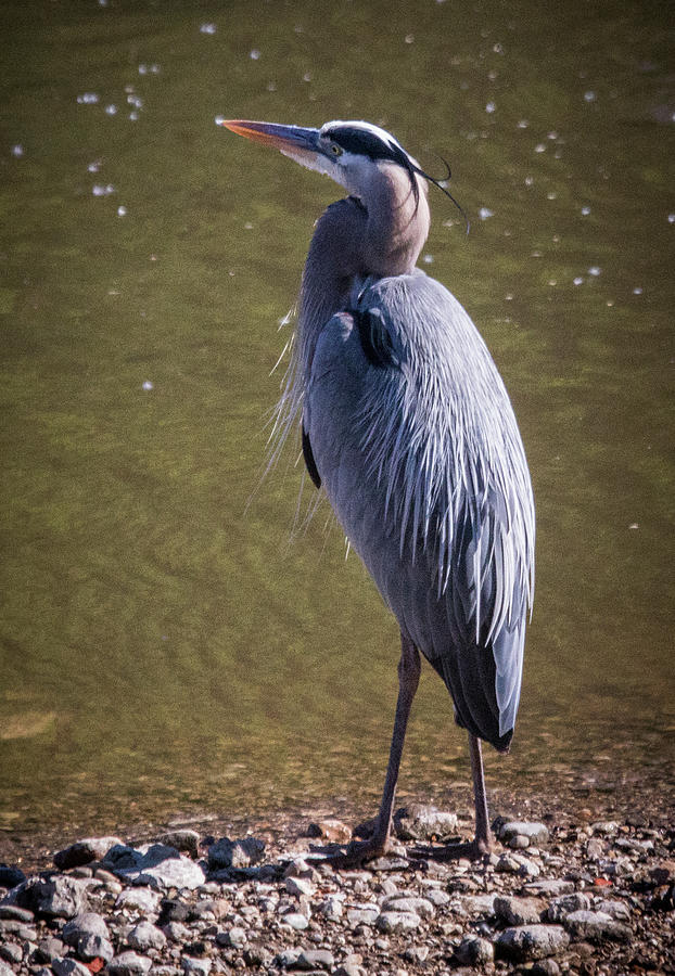 Great Blue Heron Crane Photograph by Thomas Hansen - Fine Art America