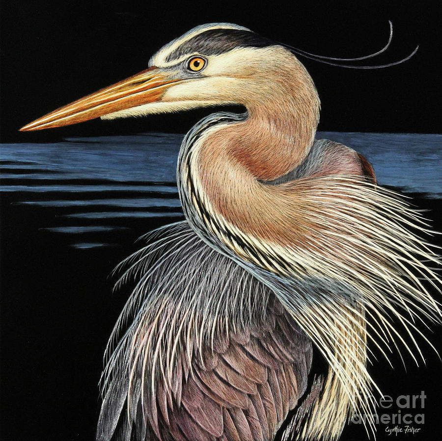 Great Blue Heron Drawing by Cynthie Fisher