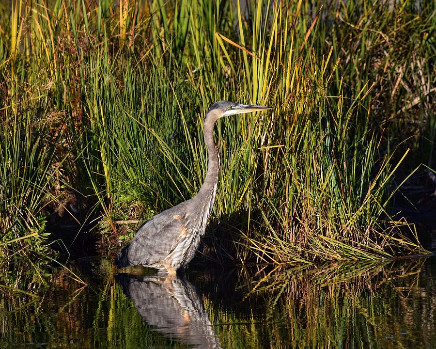 Great Blue Heron Photograph by Dana Hardy - Fine Art America