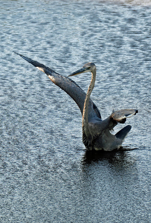 Great Blue Heron Dancing in Shades of Grey Photograph by Bruce Gourley