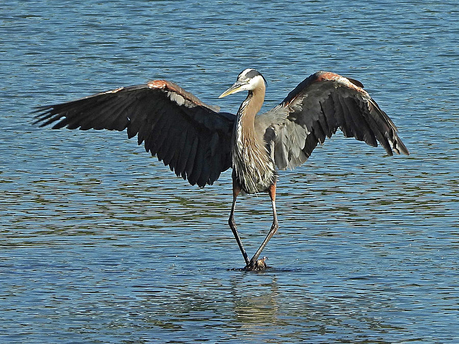 Great Blue Heron Dancing Photograph by Lindy Pollard | Fine Art America