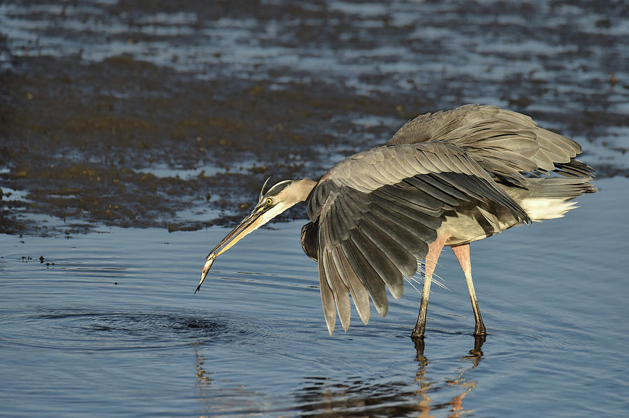 Great Blue Heron Defense mode Photograph by Daniel Riddle - Fine Art ...