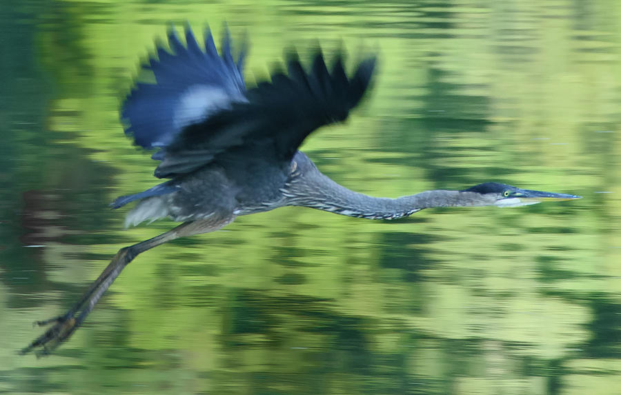 Great Blue Heron - Depth of Field Photograph by Mark Roger Bailey