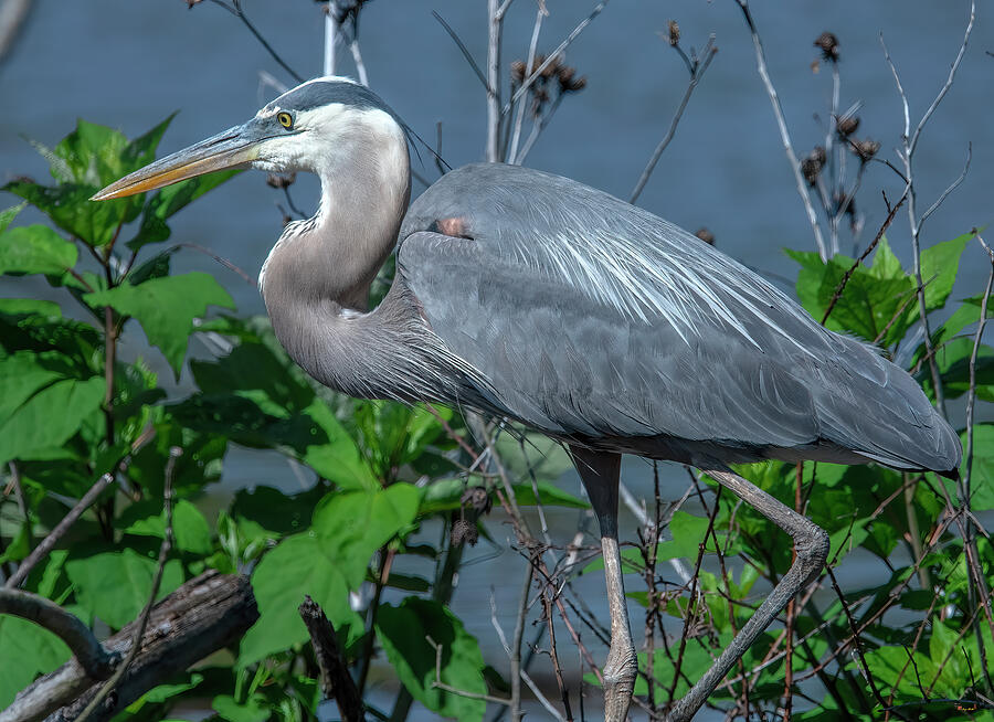 Great Blue Heron DMSB0266 Photograph by Gerry Gantt