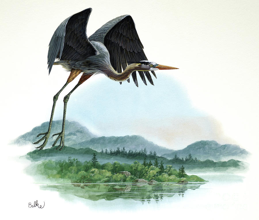 Great Blue Heron Painting by Don Balke