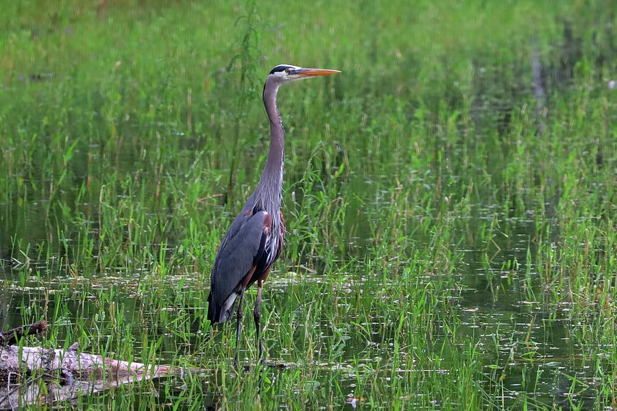 Nature Photograph - Great Blue Heron by Douglas White