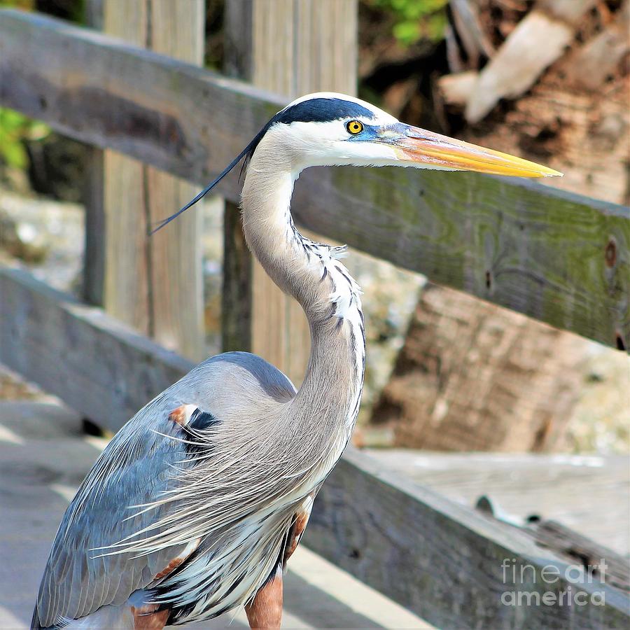 Great Blue Heron down at the pier looking out yonder Photograph by Joanne Carey