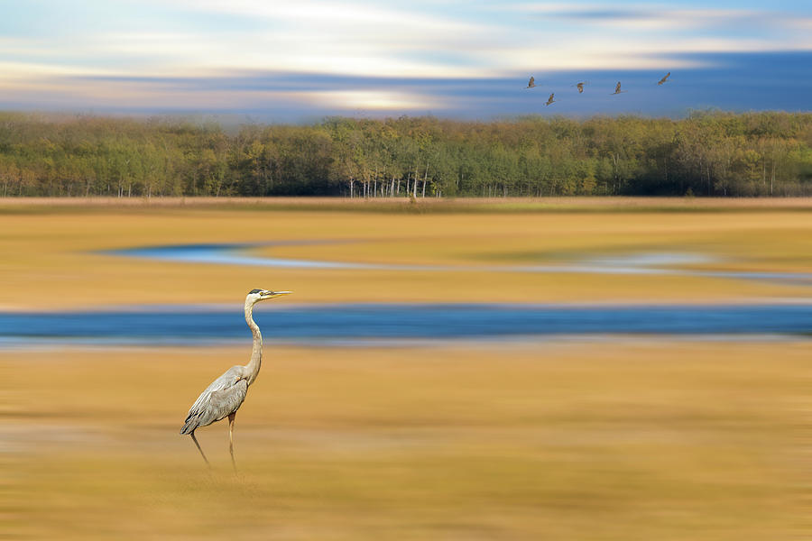 Great Blue Heron Dreamy Marsh Photograph by Patti Deters