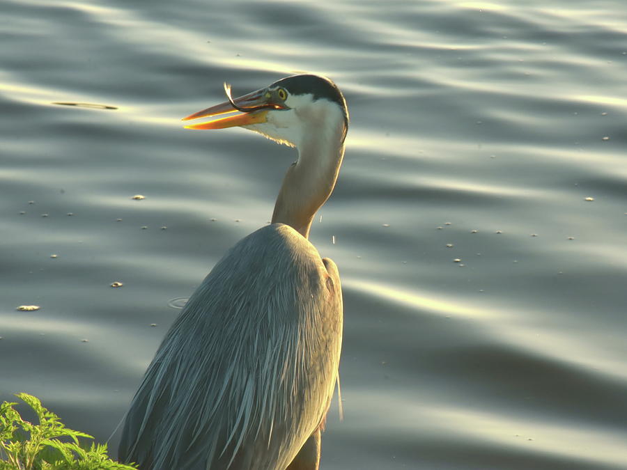 Great Blue Heron Eating Breakfast Photograph By Christopher Mercer 