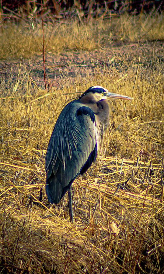 Great Blue Heron Photograph by Elaine Webster