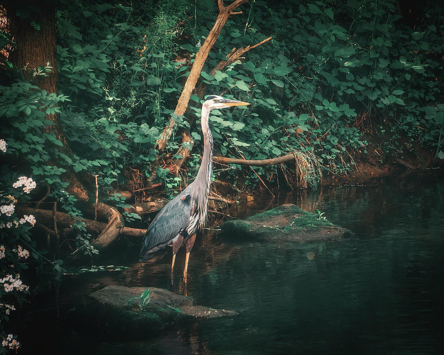 Great Blue Heron Emerald Reflections Photograph by Jason Fink
