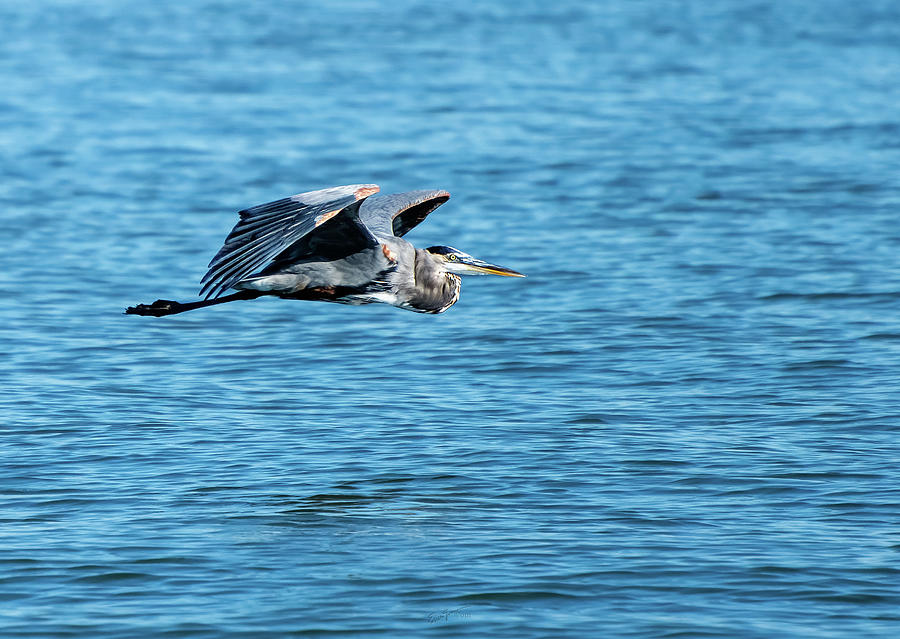 Great Blue Heron Photograph by Erich Grant - Fine Art America